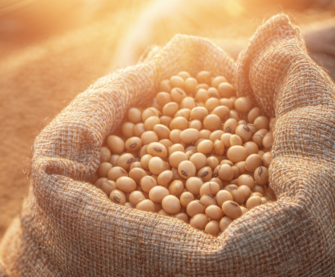 Physical Grains & Oilseed Prices Dataset